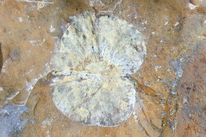 Paleocene Fossil Fruit (Wimmeria) - North Dakota #165070